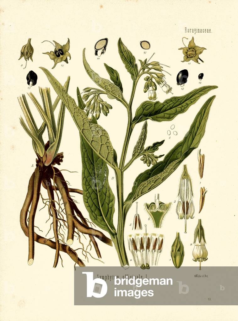 Comfrey (colour litho)