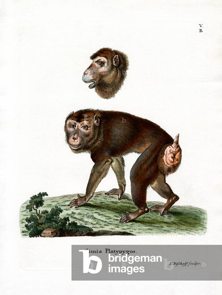 Brown Baboon (coloured engraving)