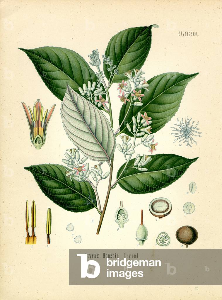 Benzoin (colour litho)