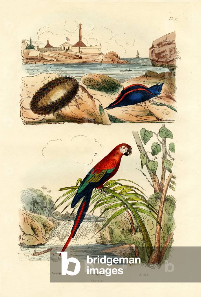 Sea Mouse, 1833-39 (coloured engraving)