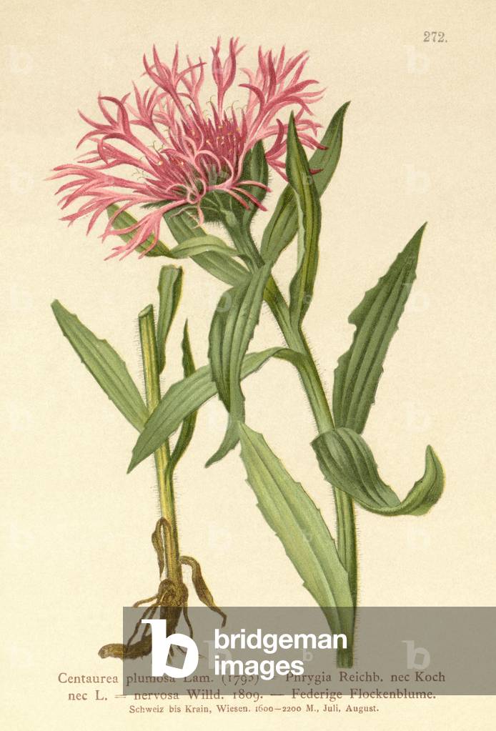 Singleflower Knapweed (Centaurea plumosa, Centaurea Phrygia, Centaurea nervosa, Centaurea uniflora) (colour litho)
