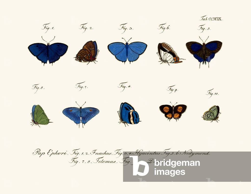 Butterflies, 1783-1806 (coloured engraving)