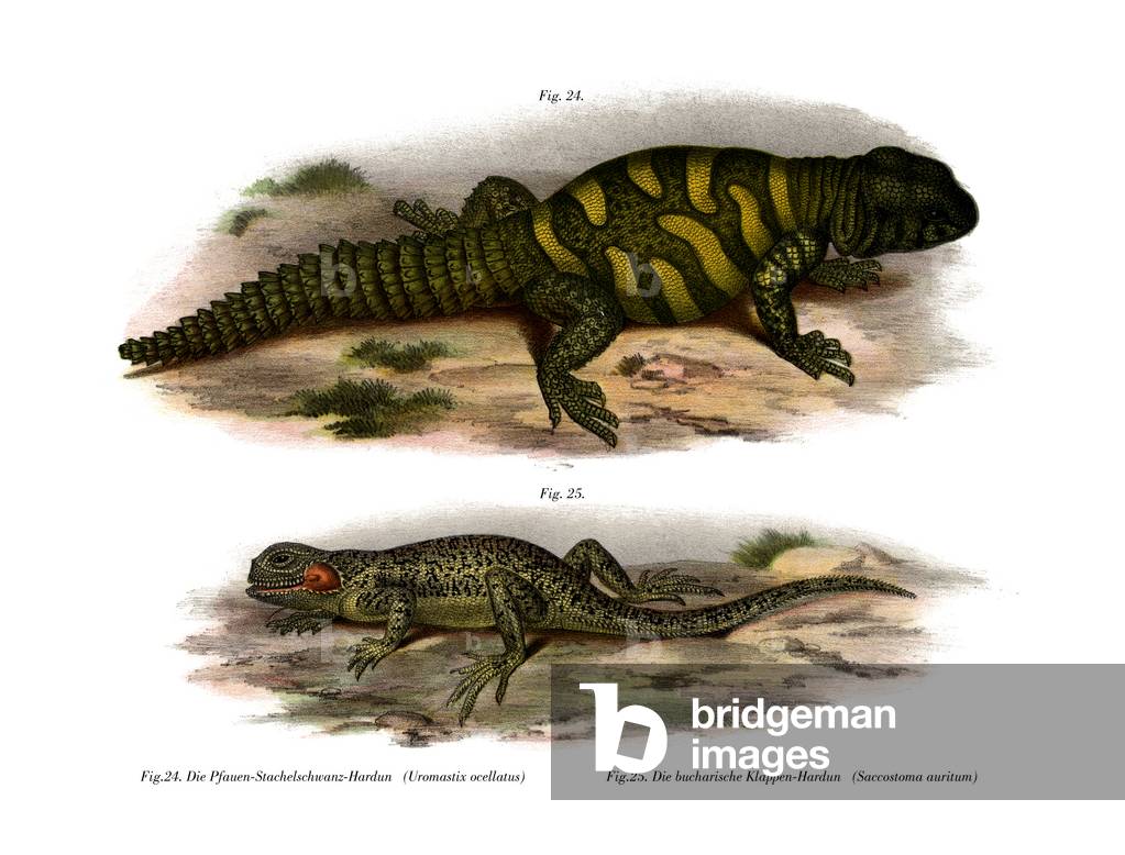 Agama (colour litho)