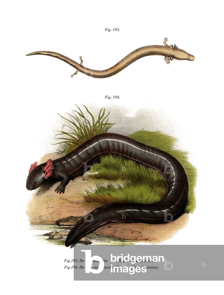 European Olm (colour litho)