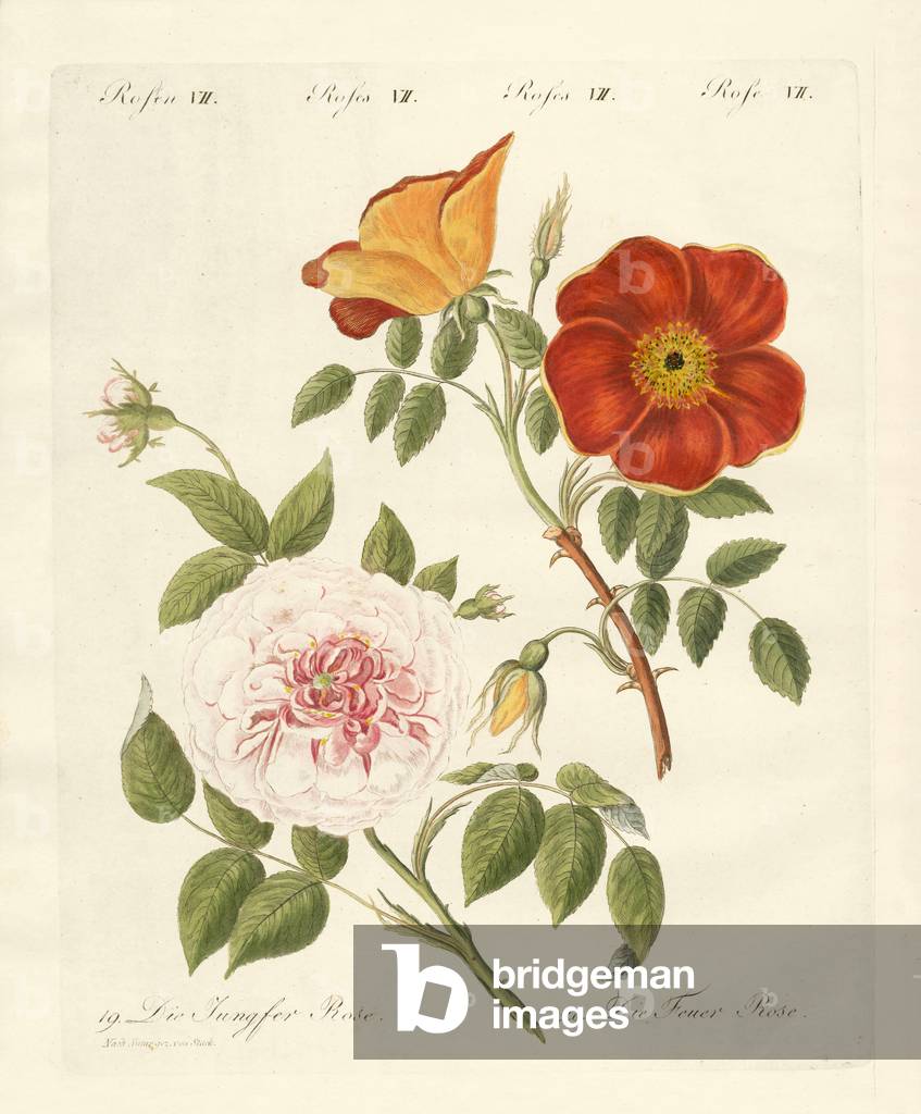 Kinds of roses (coloured engraving)