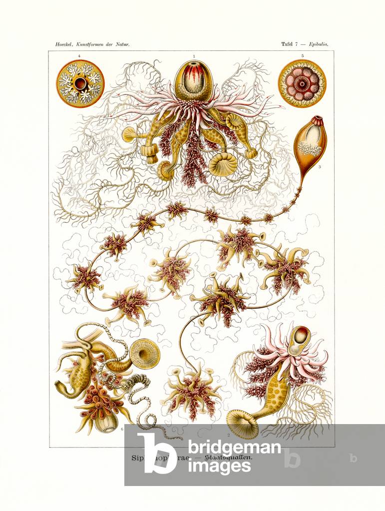 Siphonophorae, 1899-1904 (colour litho)