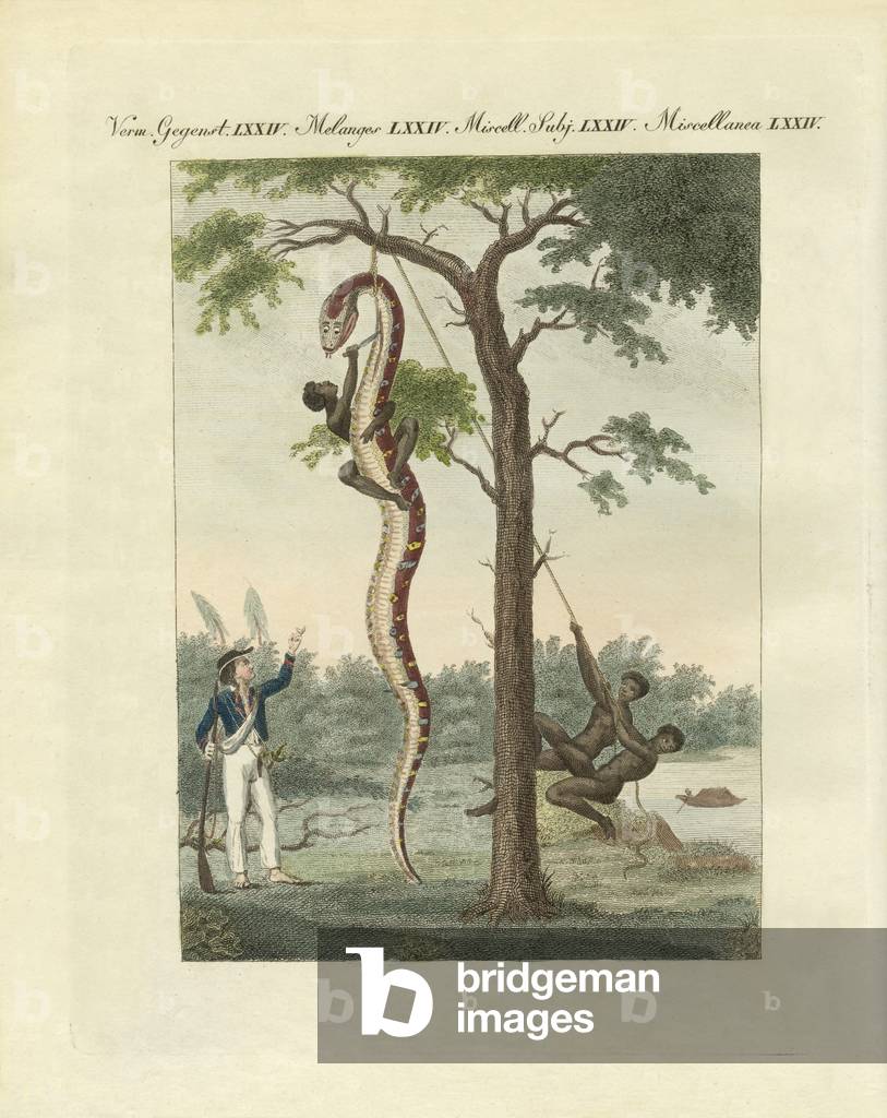 The way the blacks in Amerika skin the boa (coloured engraving)