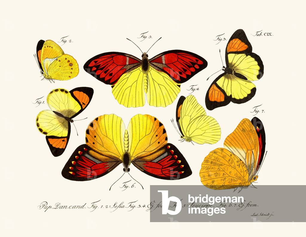 Butterflies, 1783-1806 (coloured engraving)