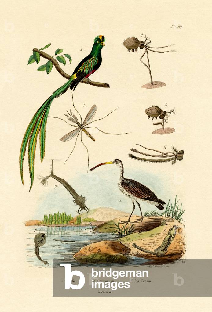 Curlew, 1833-39 (coloured engraving)