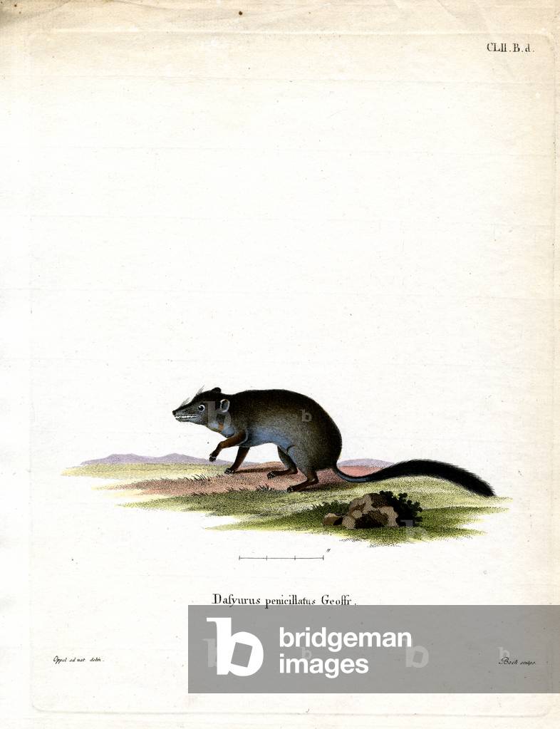Brush-tailed Phascogale (coloured engraving)