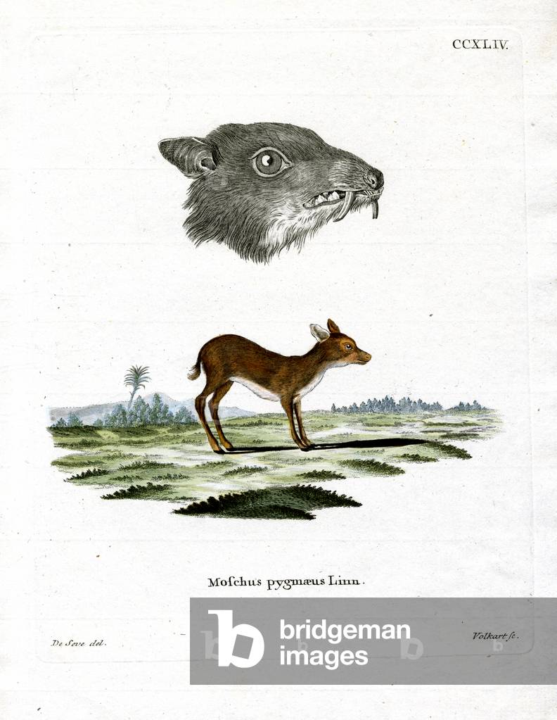 Java Mouse-Deer (coloured engraving)