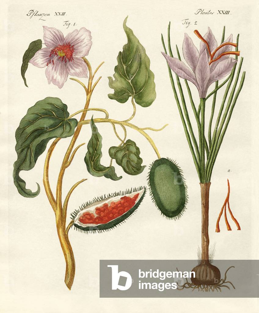 Dye plants (coloured engraving)