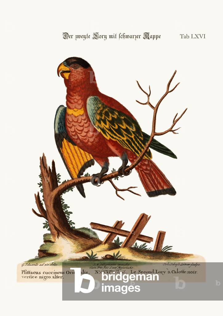 The second Black-capped Lory, 1749-73 (coloured engraving)