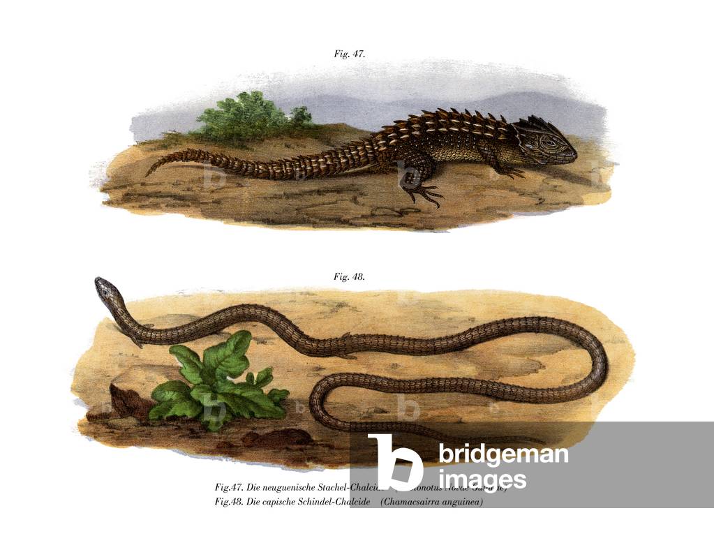 Crocodile Skink (colour litho)