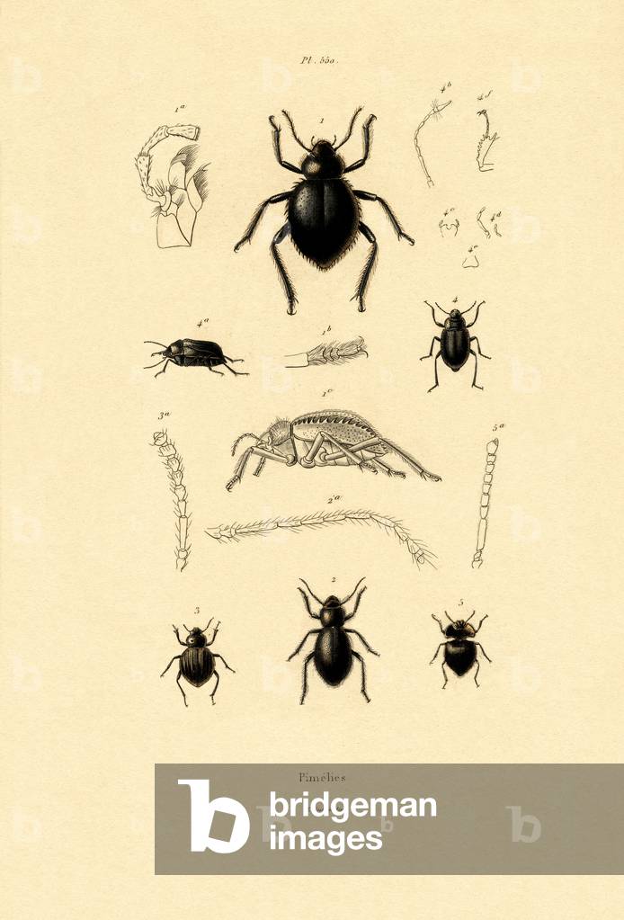 Velvety Bark Beetles, 1833-39 (coloured engraving)