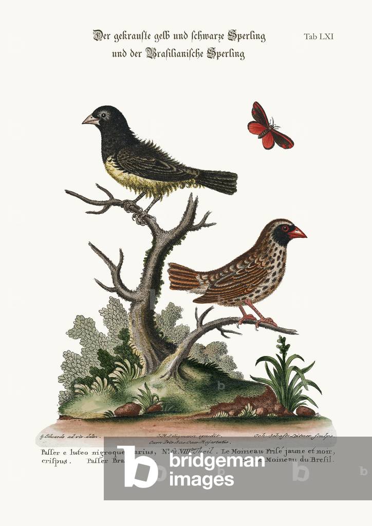 The Black and Yellow Frizled Sparrow, and the Brasilian Sparrow, 1749-73 (coloured engraving)