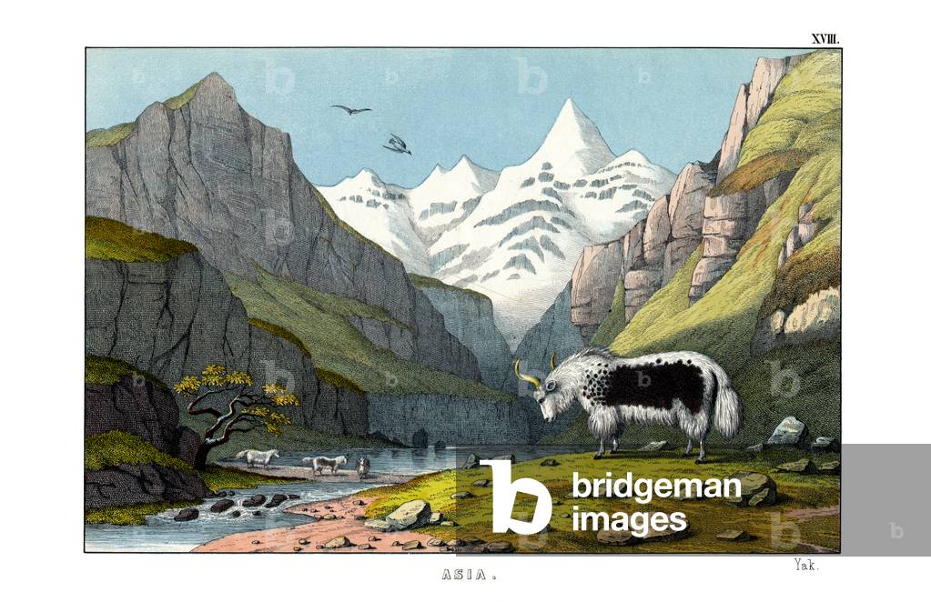 Yak, 1860 (colour litho)
