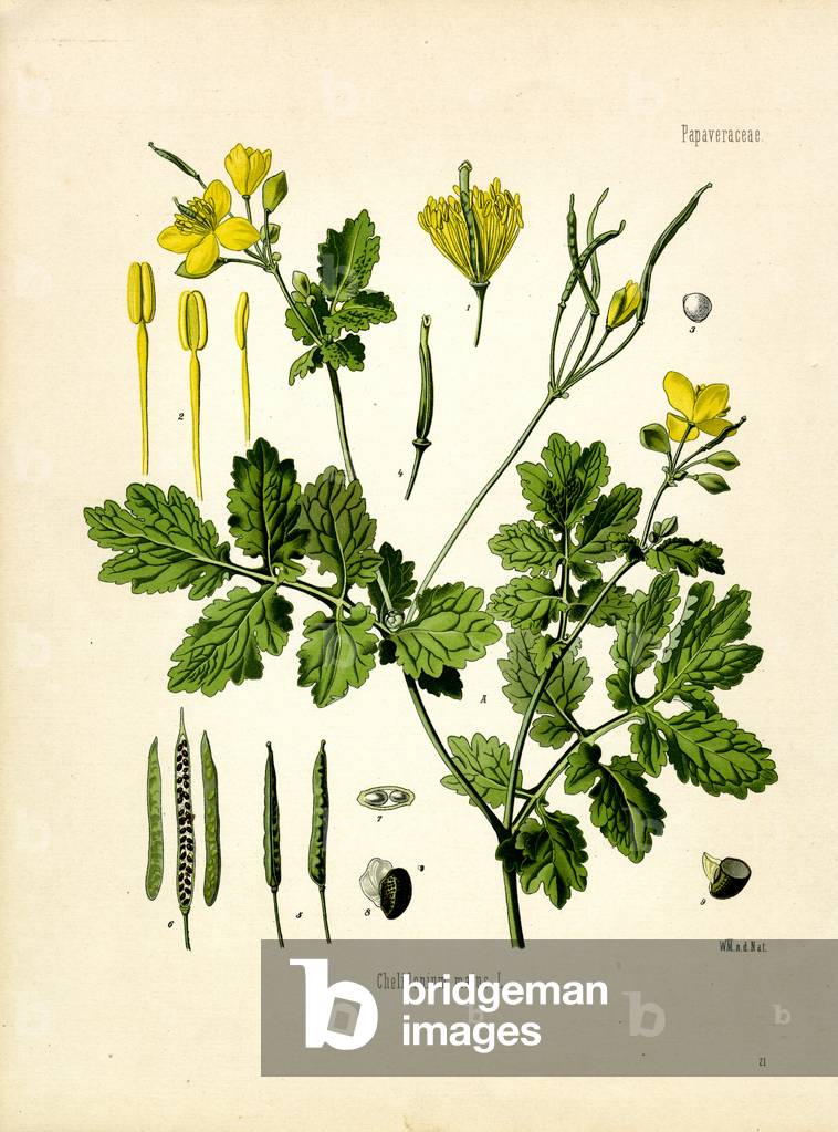 Celandine (colour litho)