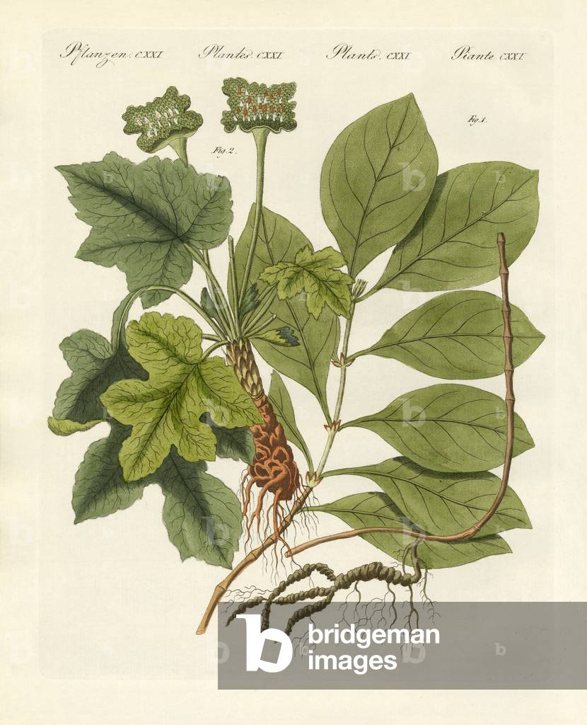 Medical plants (coloured engraving)