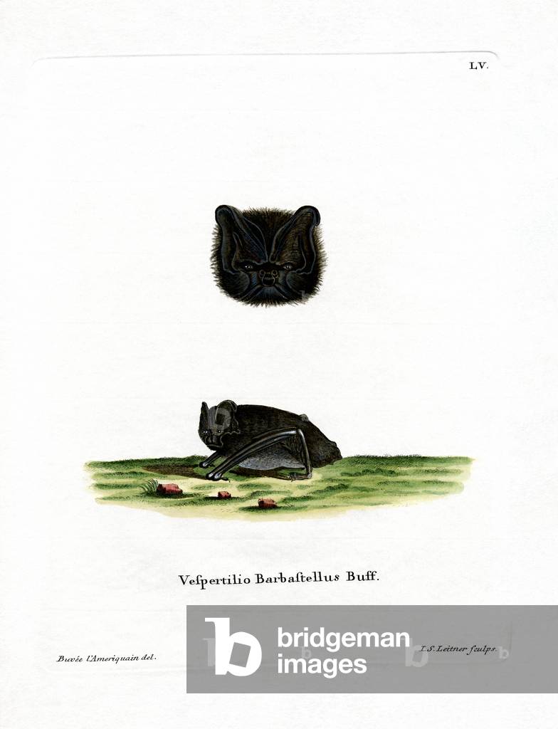 Western Barbastelle (coloured engraving)