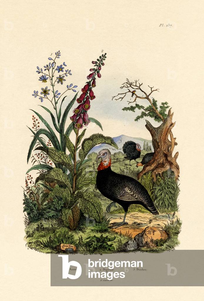 Flaxlily, 1833-39 (coloured engraving)
