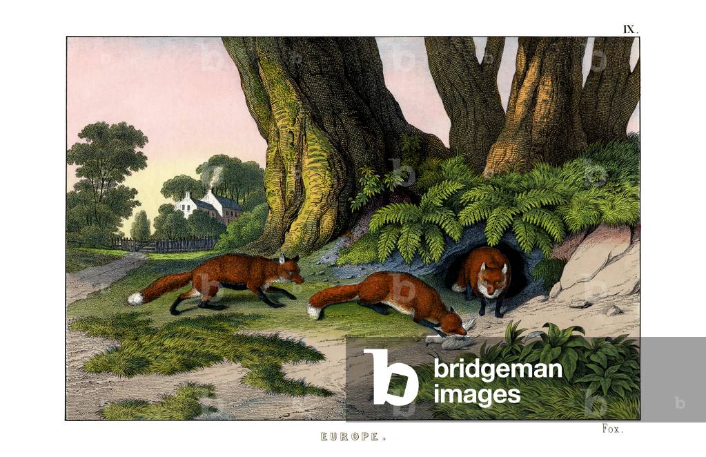 Common Fox, 1860 (colour litho)