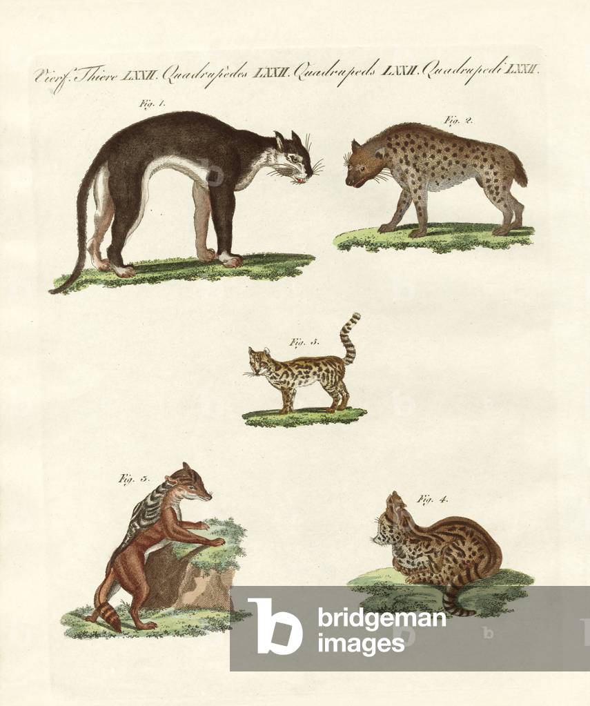Rapacious animals (coloured engraving)