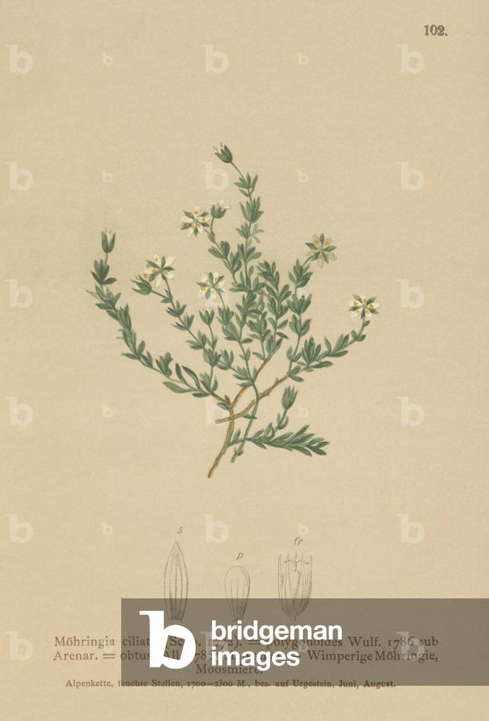 Creeping Sandwort (Moehringia ciliata, Moehringia polygonoides, Arenaria obtusa) (colour litho)