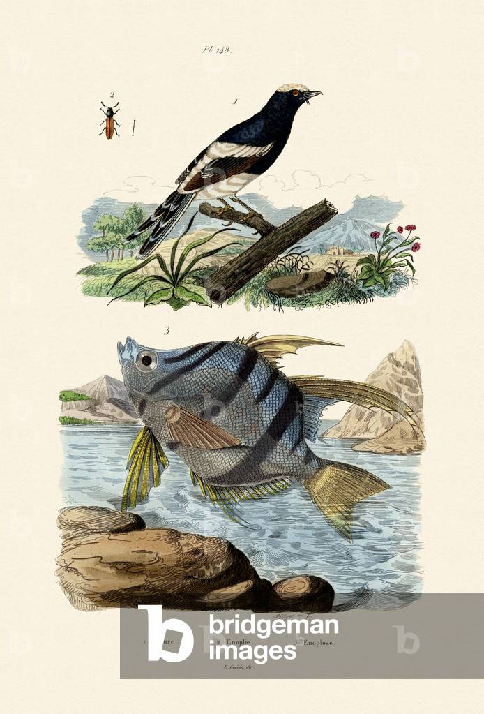 Little Forktail, 1833-39 (coloured engraving)