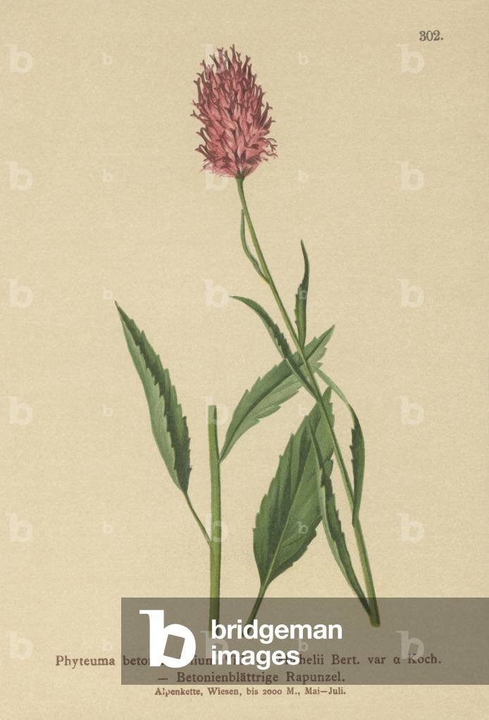 Betony-leaved Rampion (Phyteuma betonicaefolium) (colour litho)