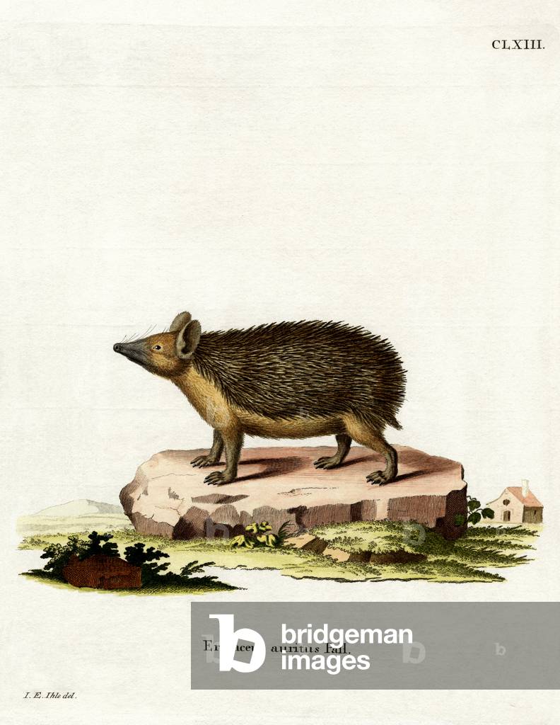 Long-eared Hedgehog (coloured engraving)