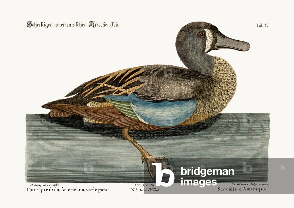 The White-face Teal, 1749-73 (coloured engraving)
