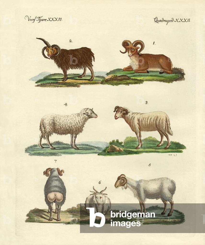 Different kinds of sheep (coloured engraving)