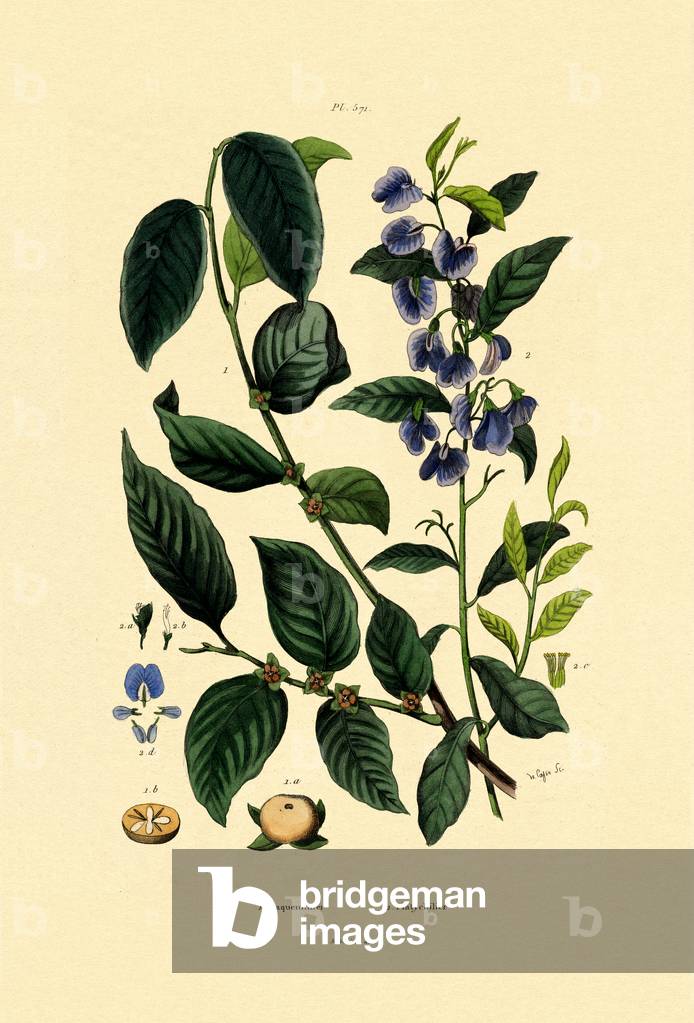 Lotus Plum, 1833-39 (coloured engraving)