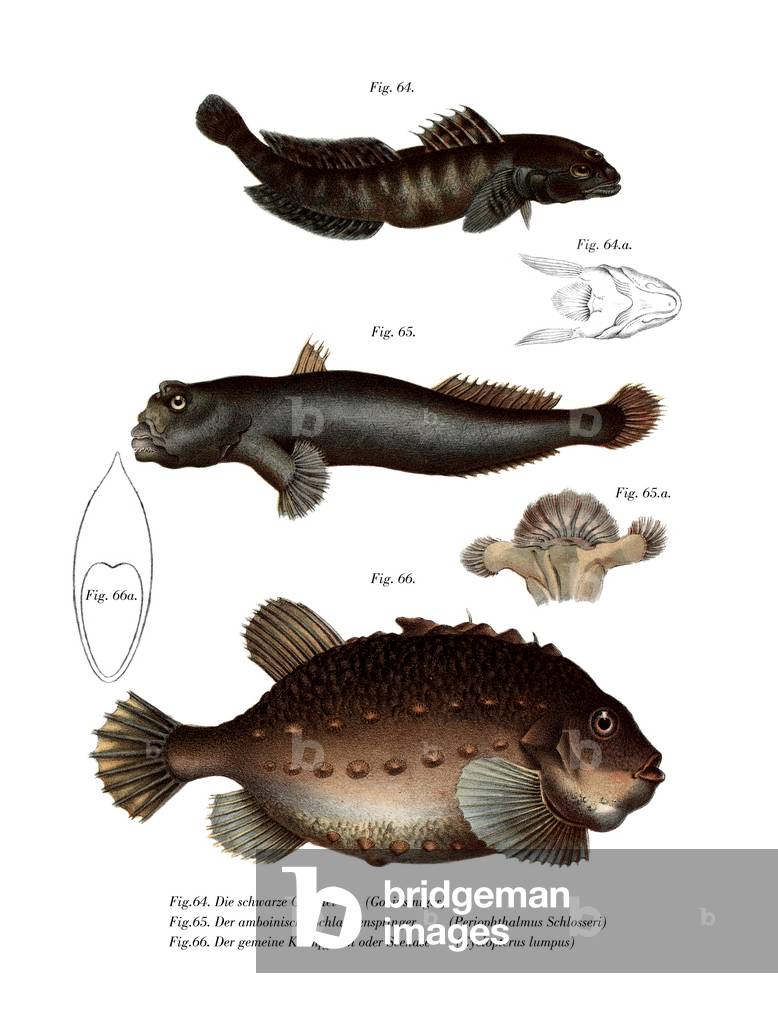 Black Goby (colour litho)