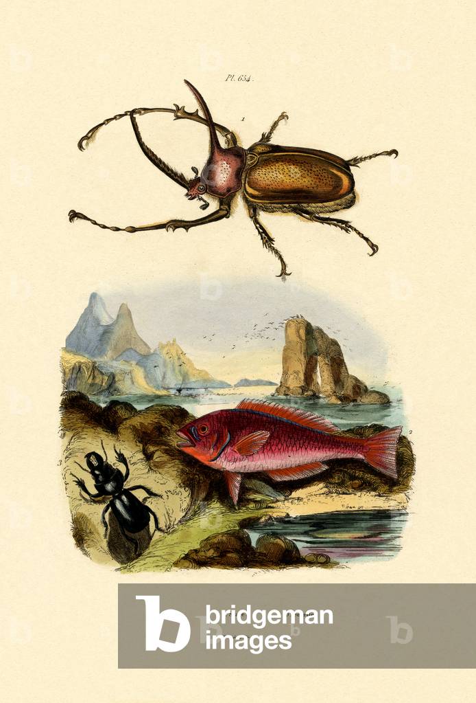 Scarab Beetle, 1833-39 (coloured engraving)