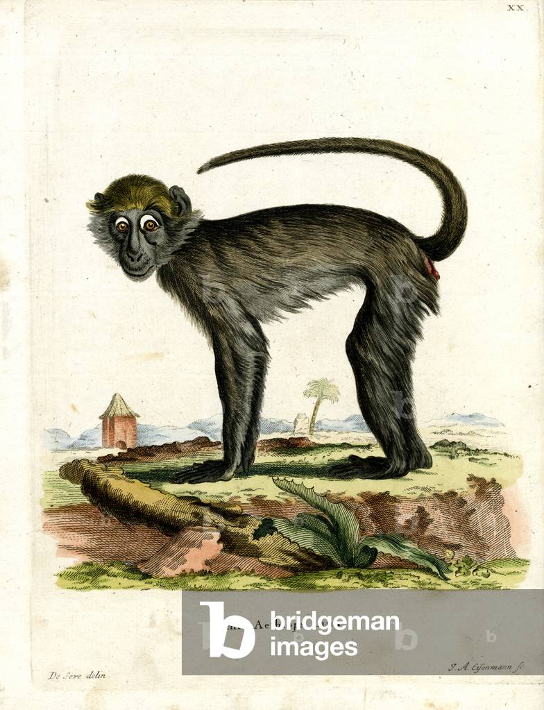 Grivet (coloured engraving)