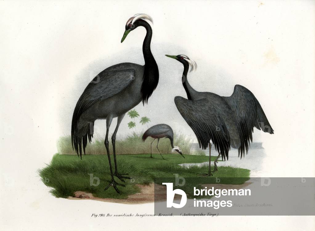 Demoiselle Crane, 1864 (colour litho)