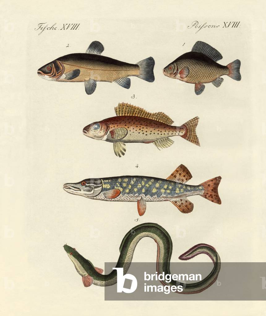 German sea fish (coloured engraving)