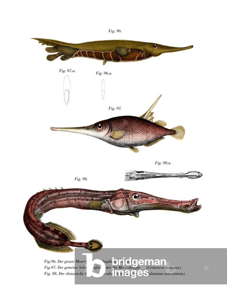 Grooved Razor-fish (colour litho)