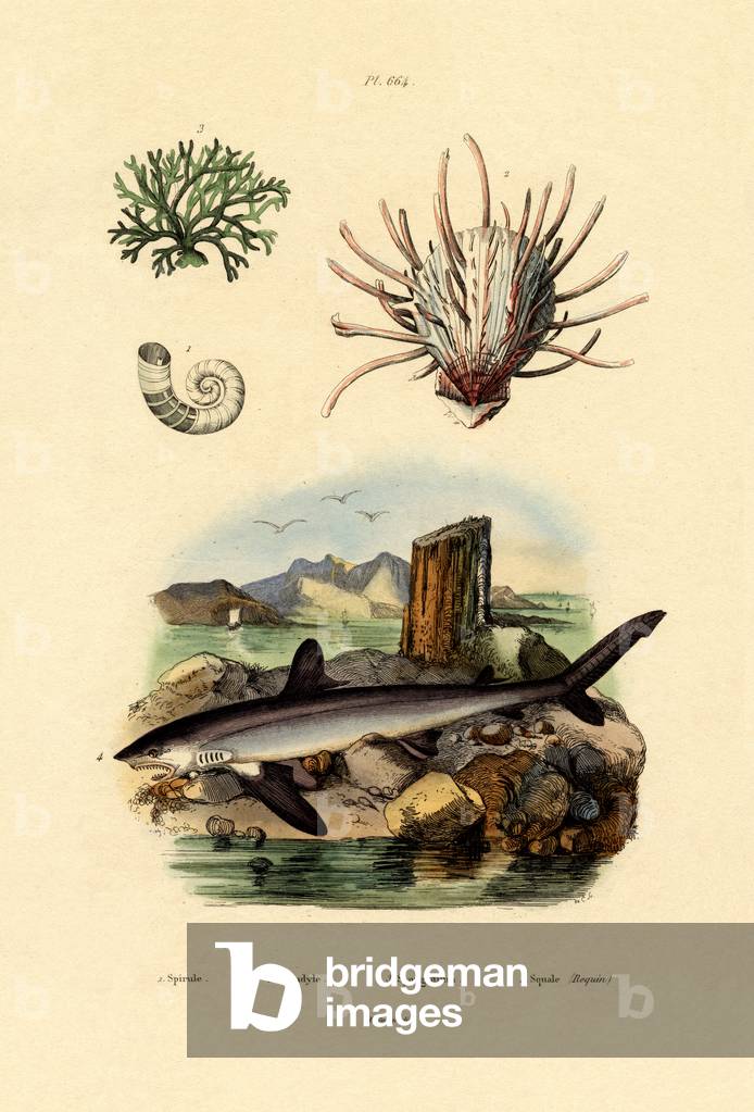 Ram's Horn Squid, 1833-39 (coloured engraving)