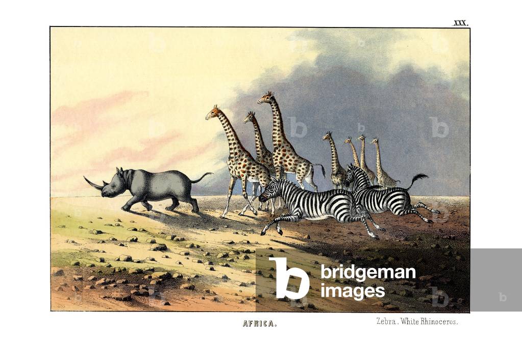 Zebra, 1860 (colour litho)