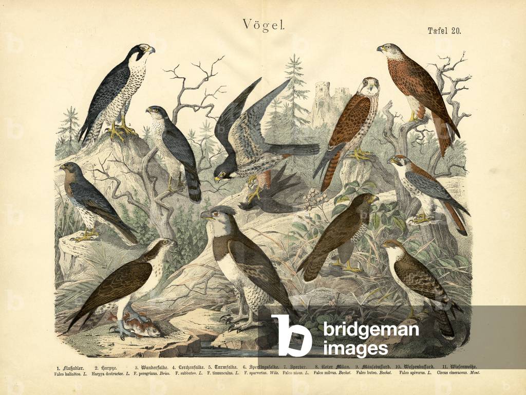 Birds, c.1860 (colour litho)