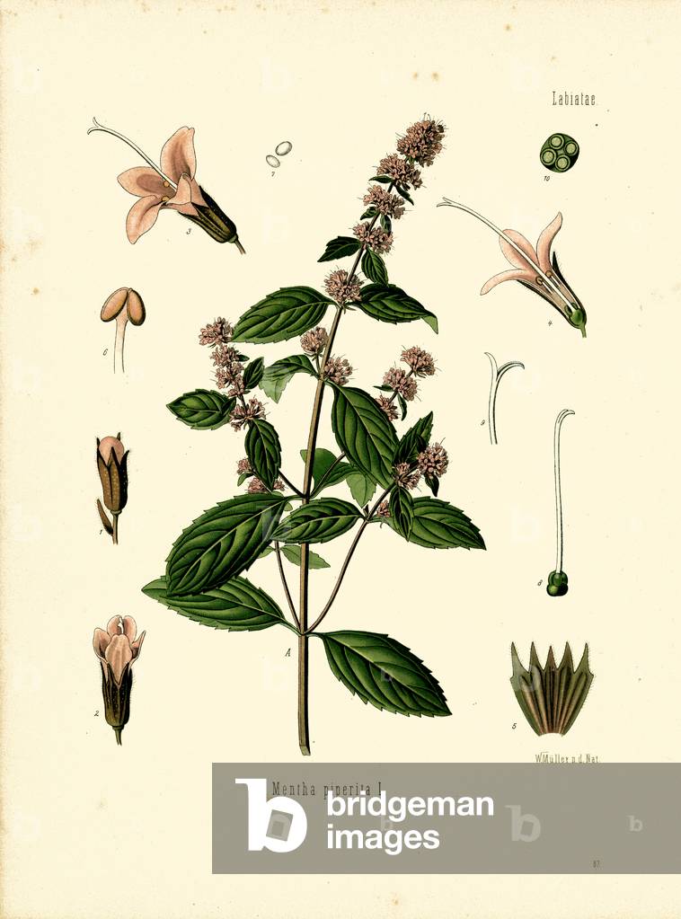 Peppermint (colour litho)