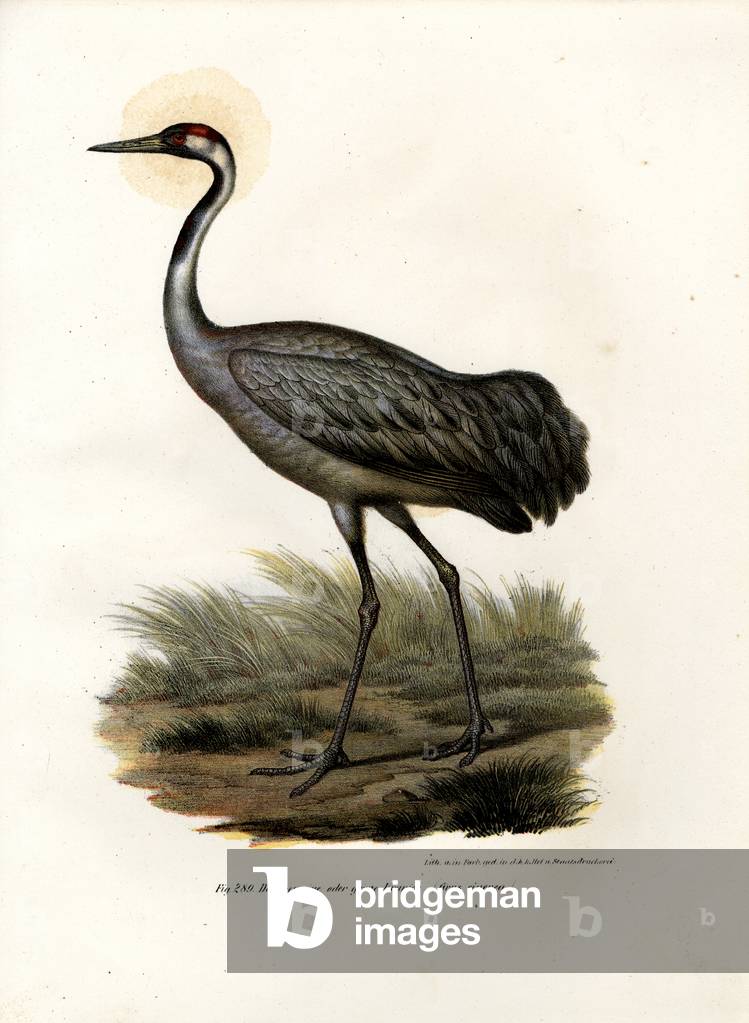 Eurasian Crane, 1864 (colour litho)