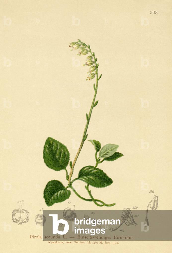 One-sided Wintergreen (Pirola secunda, Pyrola secunda, Orthilia secunda, Ramischia elatior, Ramischia secunda) (colour litho)