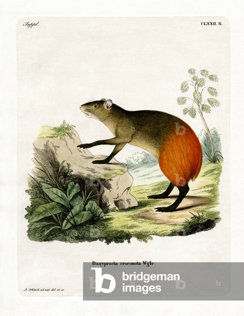 Golden-rumped Agouti (coloured engraving)