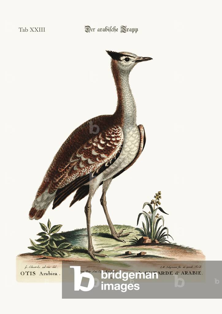 The Arabian Bustard, 1749-73 (coloured engraving)