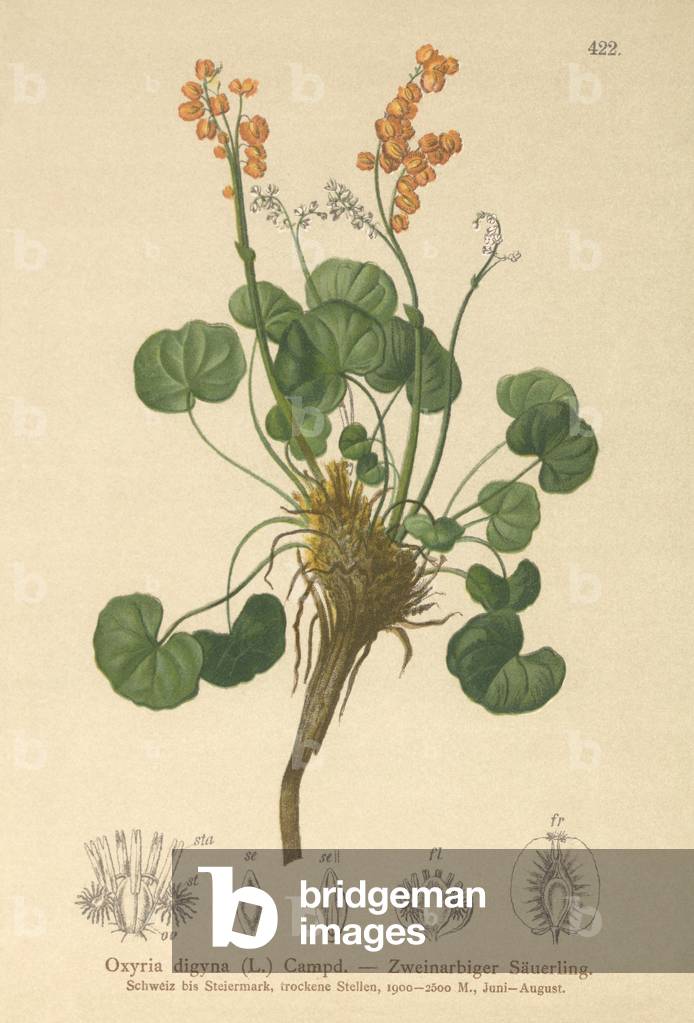 Mountain Sorrel (Oxyria digyna) (colour litho)