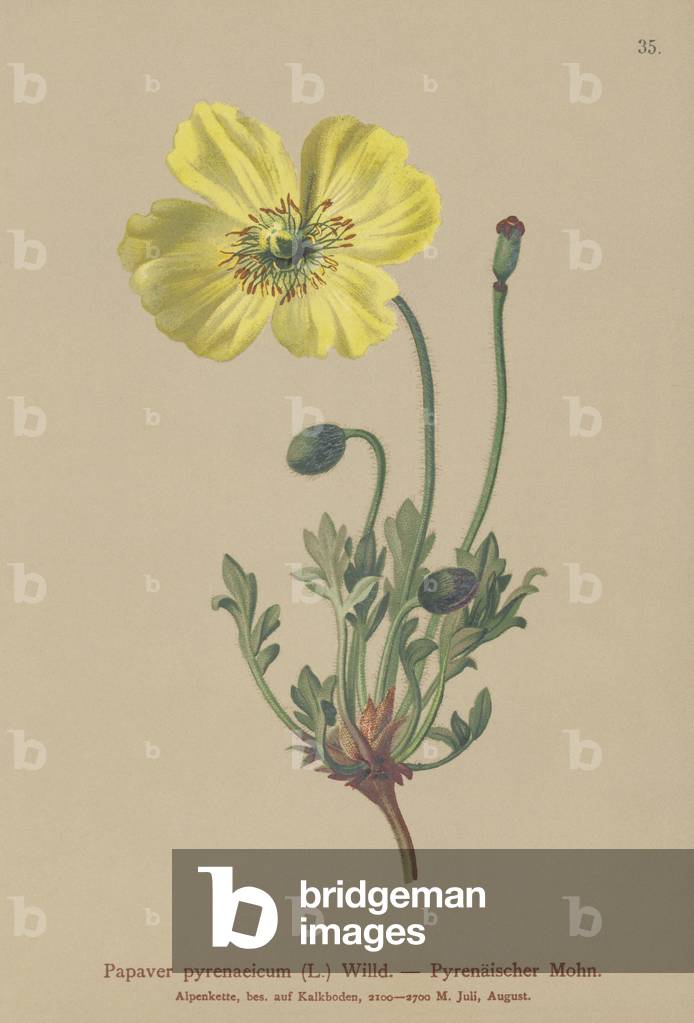 Pyrenean poppy (Papaver pyrenaeicum, Papaver alpinum sub.) (colour litho)